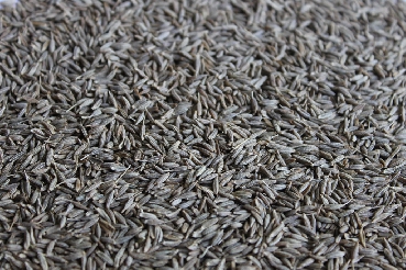 Cumin Seed